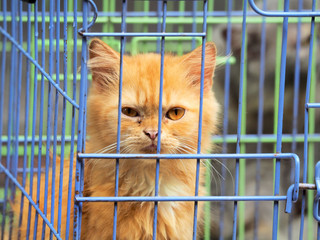 Cat in the cage - 326291875