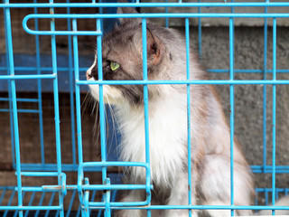 Cat in the cage - 326292016