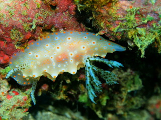 The amazing and mysterious underwater world of Indonesia, North Sulawesi, Manado, sea slug