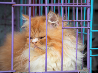 Cat in the cage - 326292418