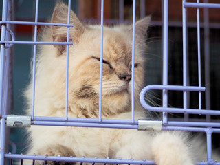 Cat in the cage - 326292438