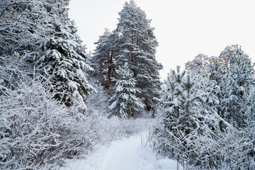 Snow covered trees in a winter forest and small path between them