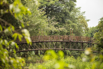 wood bridge in a wealthy forest green trees