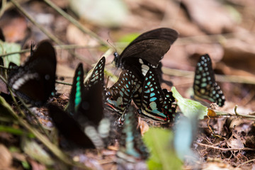 swarm of black and green butterflies