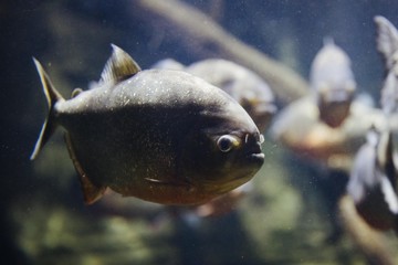 Piranha close up in the water