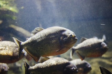 Piranha close up in the water