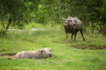 Fototapeta premium buffalo in field standing and taking mud