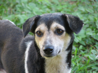 portrait of a black and white dog on green grass