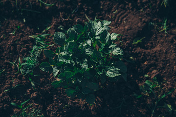 healthy food concept, agricultural crops-greens in the garden, summer harvest