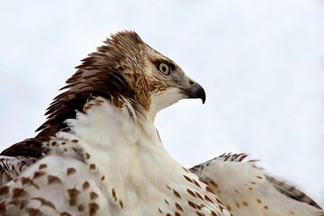 Red-tailed hawk The red-tailed hawk is a bird of prey that breeds throughout most of North America,...