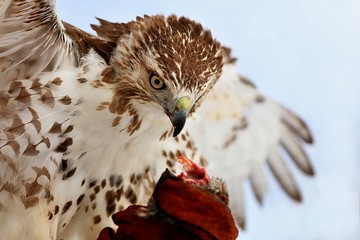 Red-tailed hawk The red-tailed hawk is a bird of prey that breeds throughout most of North America,...