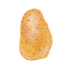Whole young light brown potato isolated on white. Pure potato root vegetable in a peel is drawn by hand in a realistic style.
