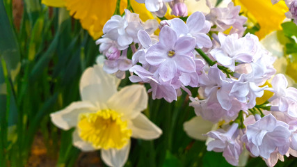 Beautiful blooming branch of lilac flowers. Selective focus