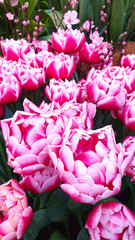 Beautiful blooming red tulip flowers. Unusual variety. Selective focus.