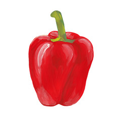 Whole red bell pepper isolated on white. Hand-drawn gouache paints vegetable illustration of sweet bell pepper. Realistic illustration of pepper.