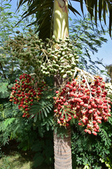 Areca palm - bunch of fruits