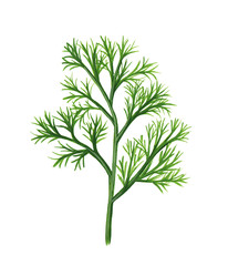 Green bunch of ripe dill isolated on white. Grassy hand-drawn illustration of dill in a realistic style.