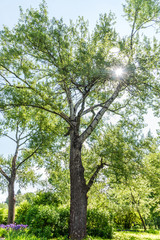 High tree with white bark aspen or poplar.