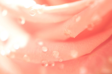Blurred floral background. Close up pink rose from drops. Defocused photo