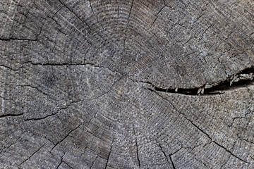 Old log - wooden section with an annual ring on a wooden cabin. Detail of cut logs where you can...