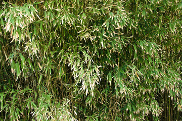 باغ گل در ایران Flower Garden