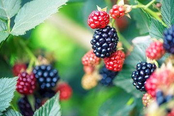 Berry growing in garden. Ripe and unripe blackberries on bush with selective focus.