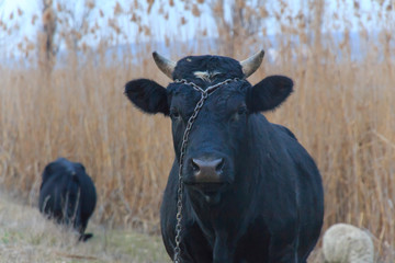 A bull with a chain on his head looks forward 