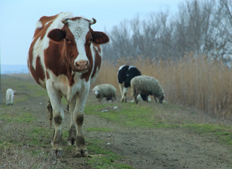 Cow standing on the road near the reeds 