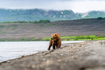 Fototapeta premium Ruling the landscape, brown bears of Kamchatka (Ursus arctos beringianus)
