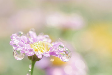 Little pink flower in close up with raindrop