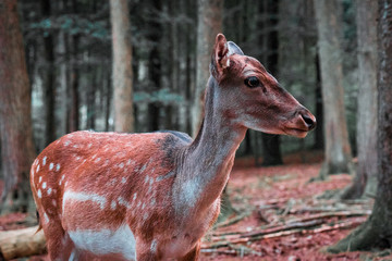 Deer in the forest in autumn