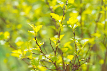Yellow flowers gooseberry blooming on branch of bush in garden closeup, nature background