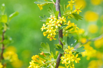 Yellow flowers gooseberry blooming on branch of bush in garden closeup, nature background