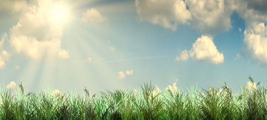 Green grass field with blue blurred sky on a background.