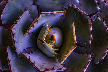 Agave Potatorum - a succulent plant native to mexico.