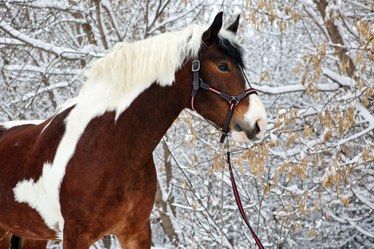 Beautiful paint vanner draft horse in winter snow park