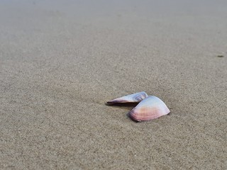 concha na areia