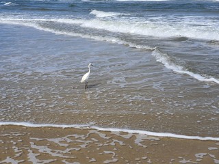 pássaro na praia