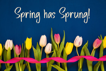 English Text Spring Has Sprung. White And Pink Tulip Spring Flowers With Ribbon. Blue Wooden...