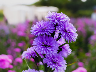 Purple, colorful margaret flowers in the flower garden