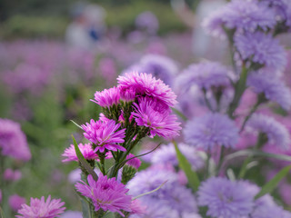 Purple, colorful margaret flowers in the flower garden