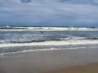 praia com pássaro voando