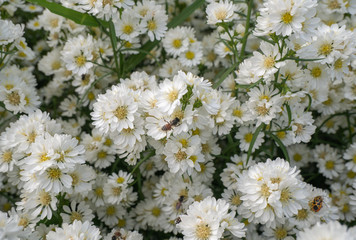Beautiful white margaret flowers in the flower garden