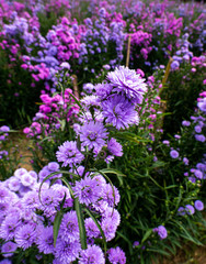 Purple, colorful margaret flowers in the flower garden