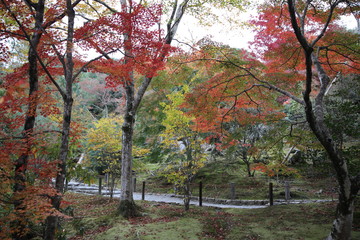 Autumn leaf color at Tenryu-ji Temple, Kyoto, Japan