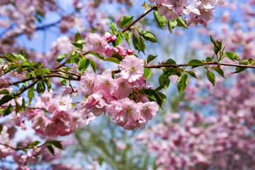 Branches of a pink blossoming cherry tree in early spring