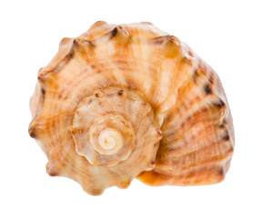 helix shell of rapana isolated on white