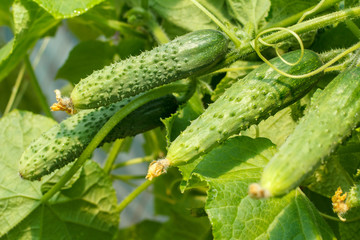 Fresh ripe cucumbers growing in greenhouse close up.