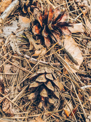 cone close up on the ground