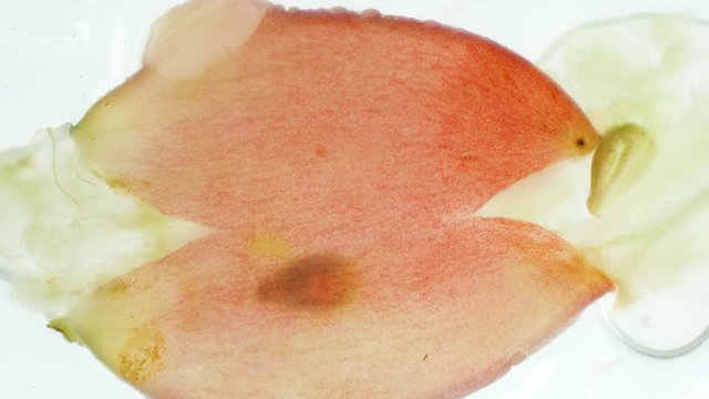 Macro 4k video of squeezing and cushing ripe grapes. Grape juice is made for making wine. Perfect abstract backdrop for organic food and healthy nutrition. Closeup of exploding berries